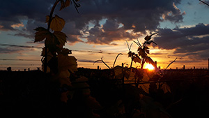 Podvečer ve vinici Podvečer ve vinici