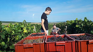 Vinařství Minařík - vinobraní